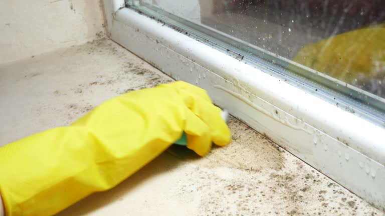 Why You Should Choose Our Mold Remediation Services in Gearhart, OR